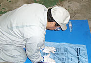 プラダン(ダンビーズ) インスタパック